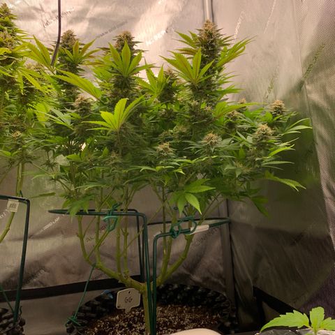 Royal Gorilla growlog timeline photo