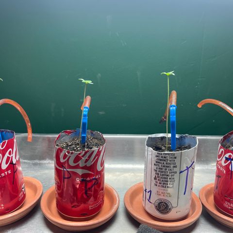 Tangie growlog timeline photo