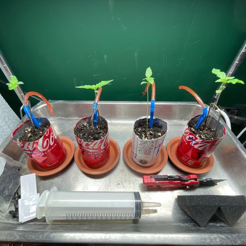 Tangie growlog timeline photo