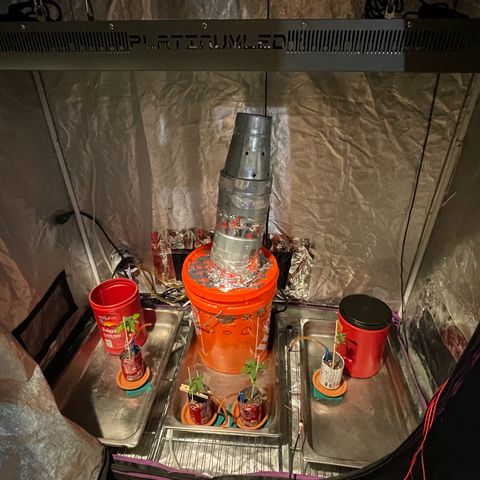 Tangie growlog photo: New home 