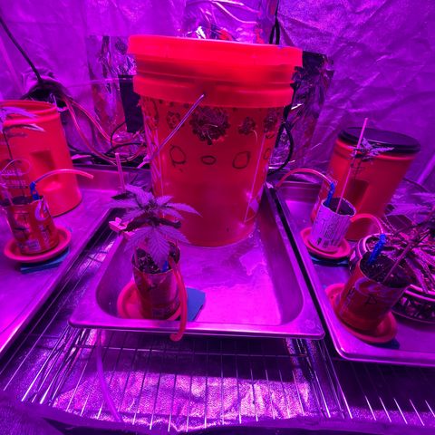 Tangie growlog timeline photo