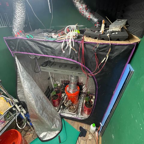 Tangie growlog photo: Decided to automate my watering along with a few other nerdy things. 