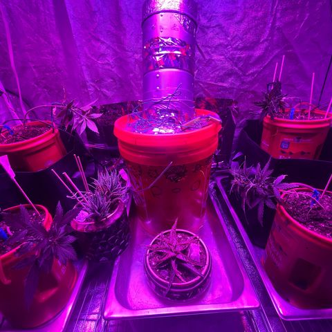 Tangie growlog photo: Bend baby bend. 