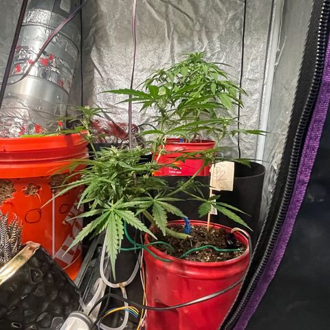 Tangie growlog timeline photo