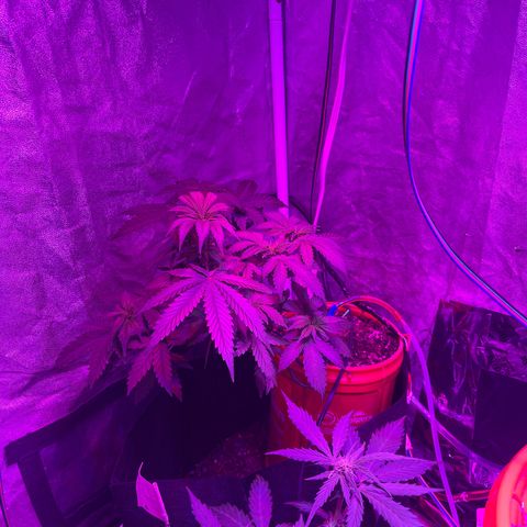 Tangie growlog timeline photo