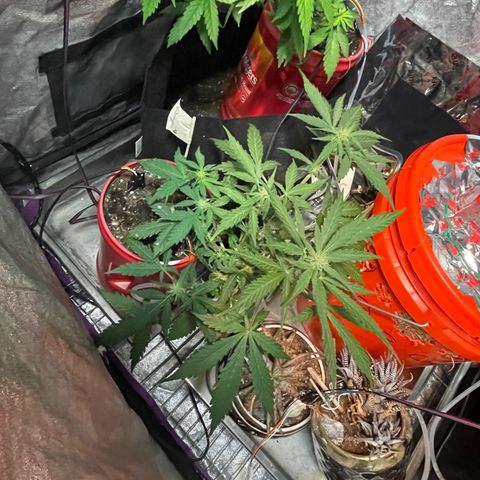 Tangie growlog timeline photo