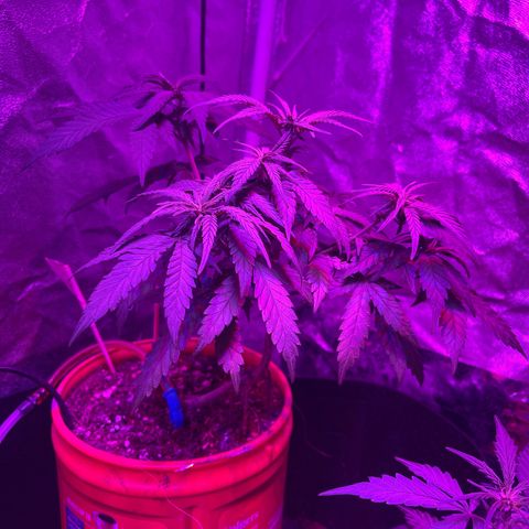 Tangie growlog timeline photo