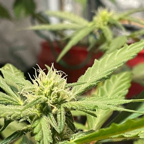 Tangie growlog timeline photo