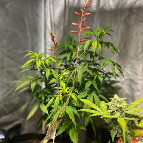 Tangie growlog photo: Pine apple auto in last leg of bloom. Pollinated one auto and will be breeding down til I get autos only 