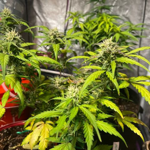 Tangie growlog photo: Pine apple auto in last leg of bloom. Pollinated one auto and will be breeding down til I get autos only 