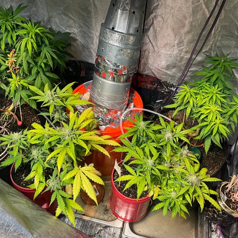 Tangie growlog photo: Pine apple auto in last leg of bloom. Pollinated one auto and will be breeding down til I get autos only 