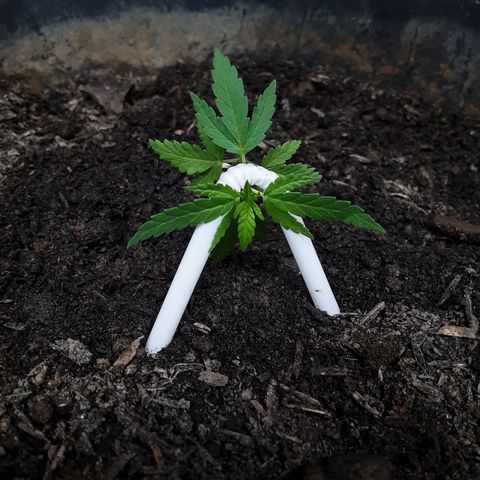 Baguio Gold growlog photo: Training mode