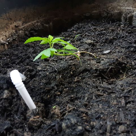 Baguio Gold growlog timeline photo