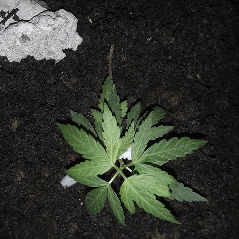Baguio Gold growlog photo: Topping done