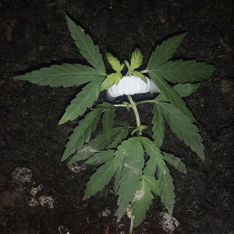 Baguio Gold growlog timeline photo