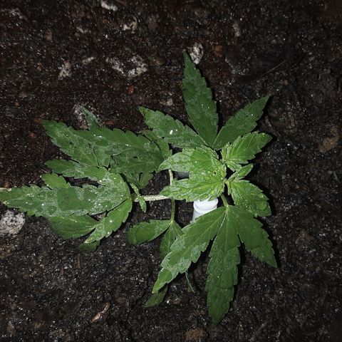 Baguio Gold growlog timeline photo