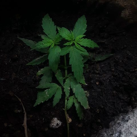 Baguio Gold growlog timeline photo
