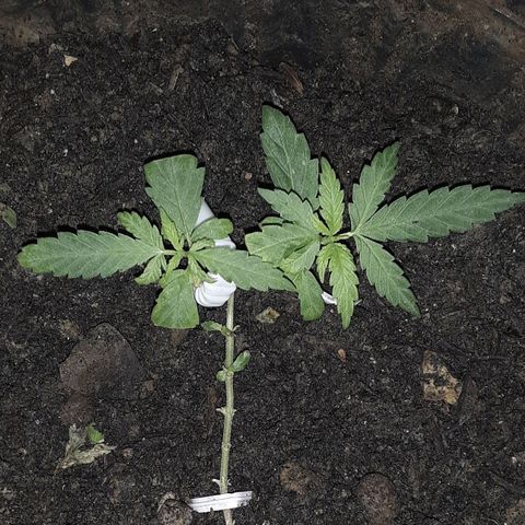 Baguio Gold growlog timeline photo