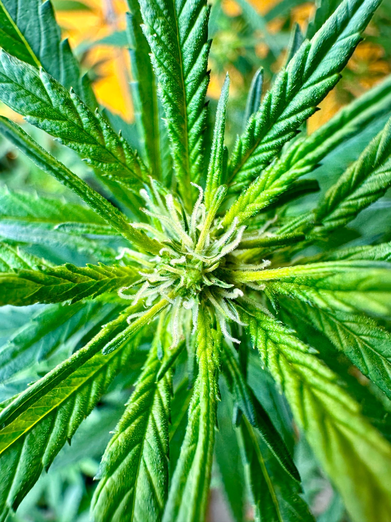 Blueberry Muffin CBD growlog header