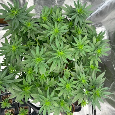 Blueberry Muffin CBD growlog photo