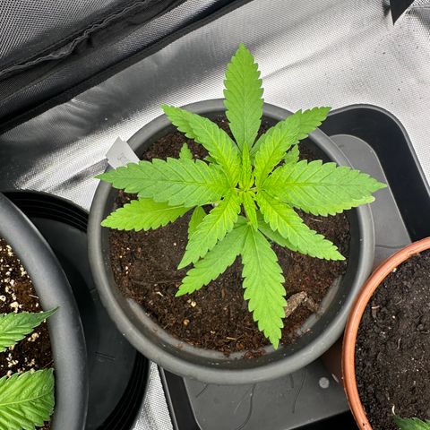 Critical Mass growlog timeline photo
