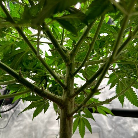 Blueberry Muffin CBD growlog photo
