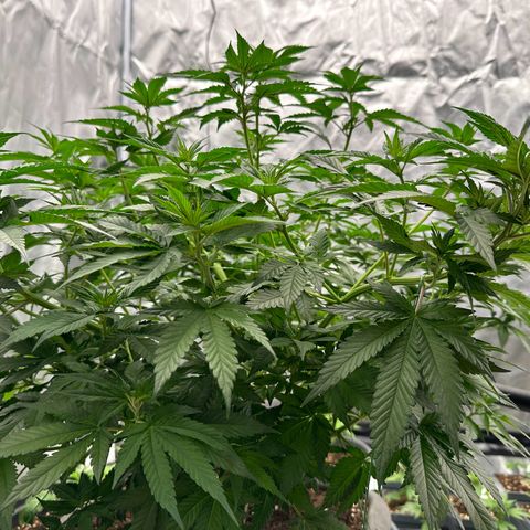 Blueberry Muffin CBD growlog photo