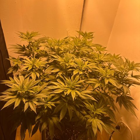 Blueberry Muffin CBD growlog photo: Started flowering stage today. 