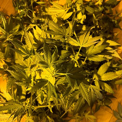 Blueberry Muffin CBD growlog photo: The Blueberry CBD has grow almost 70 percent more with a solid stretch. You can already see small buds forming. It is currently having Plantagron Flower at 3 ml pero liter, TopMax 1 ml per liter, CalMag at 0,5 ml per liter, BioHeaven 1 ml per liter. All solutions are always at a final pH of 6,3 after using pH minus. 