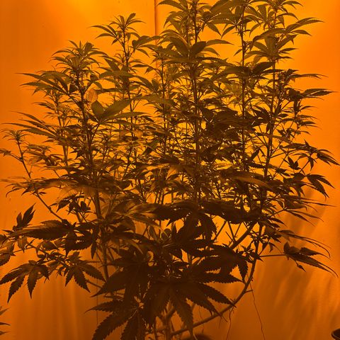 Blueberry Muffin CBD growlog photo: The Blueberry CBD has grow almost 70 percent more with a solid stretch. You can already see small buds forming. It is currently having Plantagron Flower at 3 ml pero liter, TopMax 1 ml per liter, CalMag at 0,5 ml per liter, BioHeaven 1 ml per liter. All solutions are always at a final pH of 6,3 after using pH minus. 