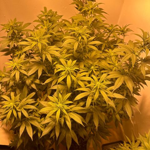 Blueberry Muffin CBD growlog photo: The Blueberry CBD has grow almost 70 percent more with a solid stretch. You can already see small buds forming. It is currently having Plantagron Flower at 3 ml pero liter, TopMax 1 ml per liter, CalMag at 0,5 ml per liter, BioHeaven 1 ml per liter. All solutions are always at a final pH of 6,3 after using pH minus. 