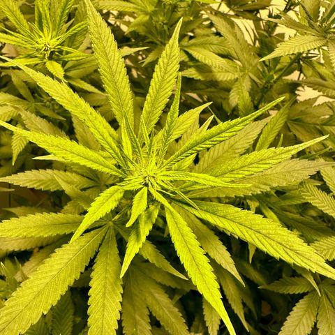 Blueberry Muffin CBD growlog photo: Although it looks like no pruning happenened, I started the process of lolipoping all the main branches so that the plant focuses its energies into the top buds. 

It is looking promising and starting to smell of blueberry already. 