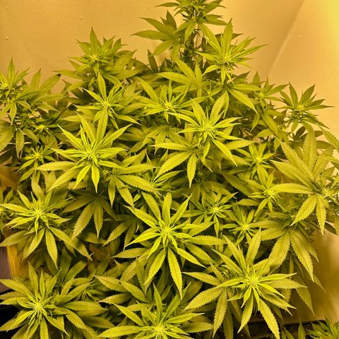 Blueberry Muffin CBD growlog photo: Although it looks like no pruning happenened, I started the process of lolipoping all the main branches so that the plant focuses its energies into the top buds. 

It is looking promising and starting to smell of blueberry already. 