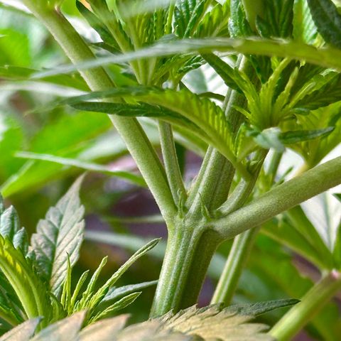 Critical Mass growlog photo: Critical Mass is a girl!

I only had one seed and luckily it is a female!