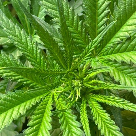 Critical Mass growlog photo: Critical Mass is a girl!

I only had one seed and luckily it is a female!