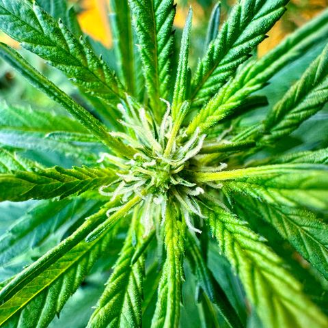 Blueberry Muffin CBD growlog photo: Buds are starting to get bigger. I’m not expecting them to get thick because of its genetics but full of flavor. 