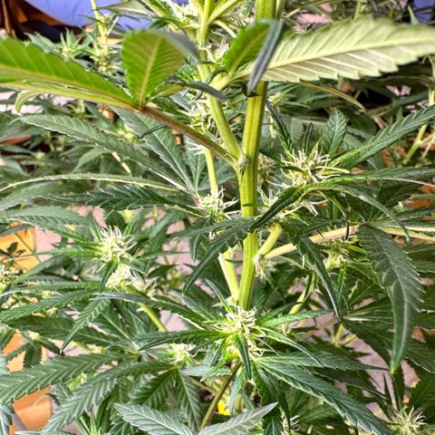 Blueberry Muffin CBD growlog photo: Buds are starting to get bigger. I’m not expecting them to get thick because of its genetics but full of flavor. 