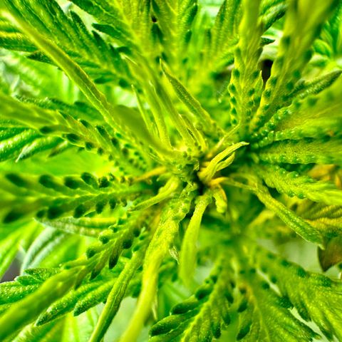 Critical Mass growlog timeline photo