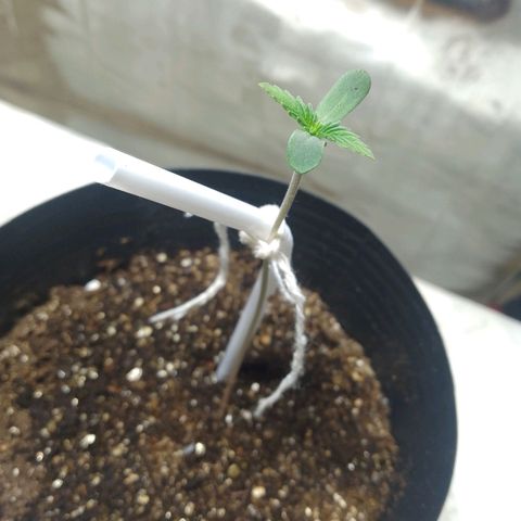 London Cheese XXL Auto growlog timeline photo