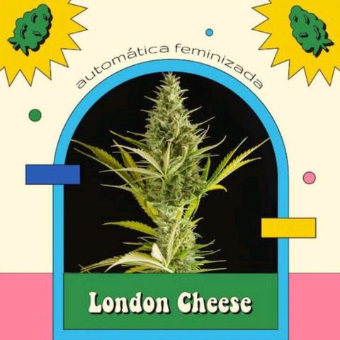 London Cheese XXL Auto growlog timeline photo