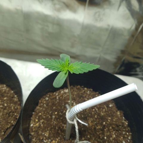 London Cheese XXL Auto growlog photo: #1  
