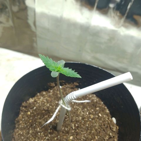 London Cheese XXL Auto growlog photo: #2