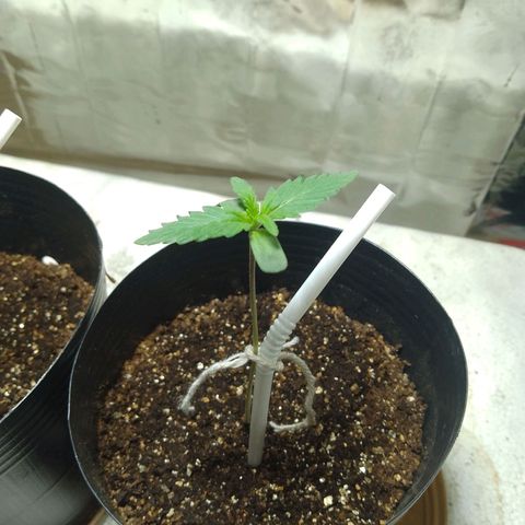 London Cheese XXL Auto growlog photo: #1