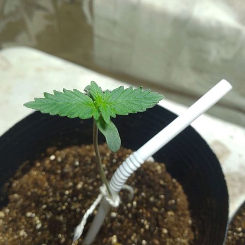 London Cheese XXL Auto growlog photo: #2