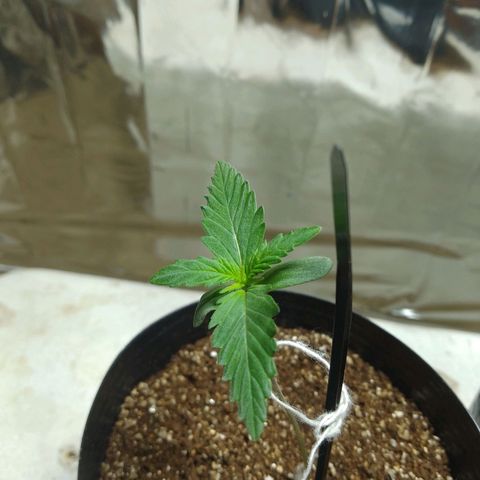 London Cheese XXL Auto growlog photo: #1   está com amarra para não quebrar