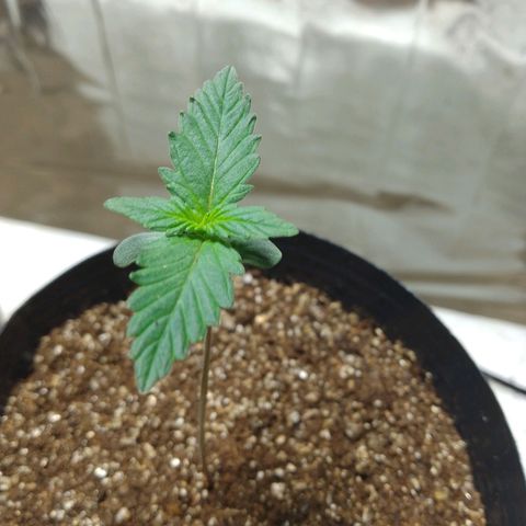 London Cheese XXL Auto growlog photo: #2