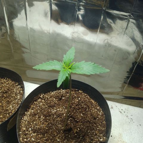 London Cheese XXL Auto growlog photo: #1