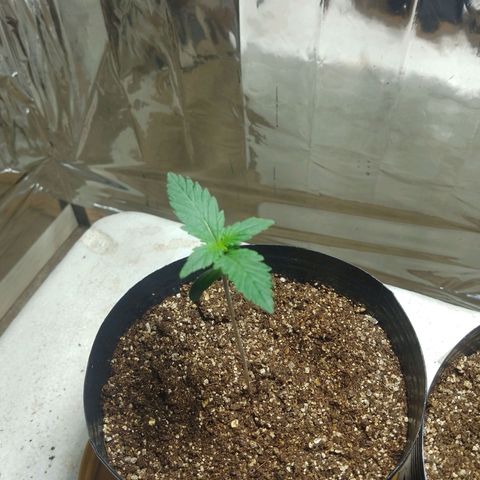 London Cheese XXL Auto growlog photo: #2