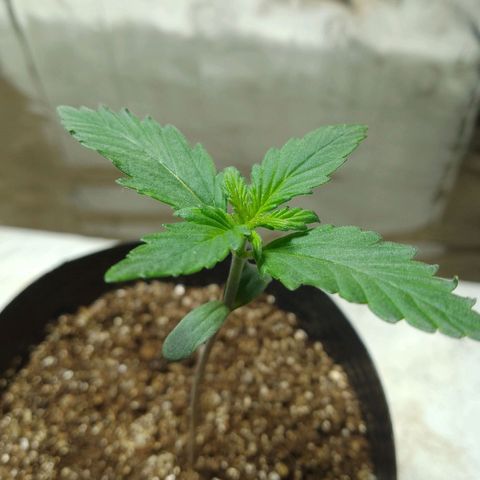 London Cheese XXL Auto growlog photo: #2