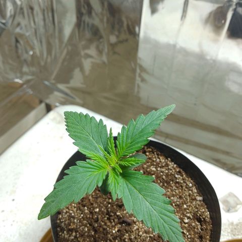 London Cheese XXL Auto growlog photo: #1